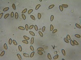 Inocybe fuscidula image