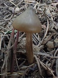 Nolanea clandestina var. clandestina image