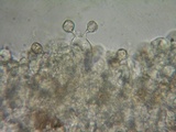 Nolanea clandestina var. clandestina image