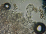 Nolanea clandestina var. clandestina image