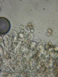Nolanea clandestina var. clandestina image