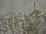Nolanea clandestina var. clandestina image