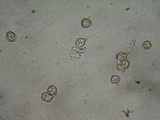 Nolanea clandestina var. clandestina image