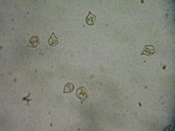 Nolanea clandestina var. clandestina image