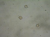 Nolanea clandestina var. clandestina image