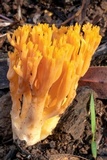 Ramaria anziana image