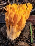 Ramaria anziana image