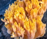 Ramaria anziana image