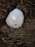 Reticularia lycoperdon image