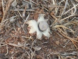 Geastrum minimum image