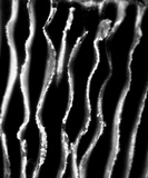 Lentinus sajor-caju image