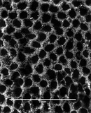 Fomes fasciatus image