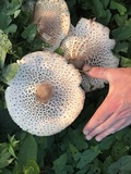 Leucoagaricus americanus image