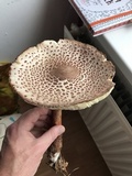 Leucoagaricus americanus image