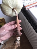 Leucoagaricus americanus image