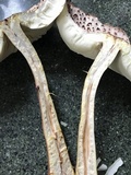 Leucoagaricus americanus image