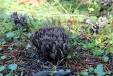 Thelephora palmata image