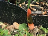 Mutinus elegans image