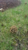 Morchella prava image