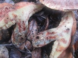 Suillus ponderosus image