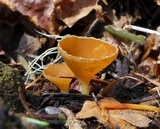 Geopyxis carbonaria image