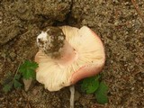 Russula cessans image