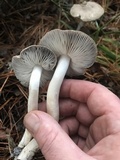 Tricholoma terreum image