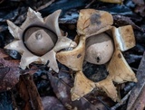 Geastrum triplex image