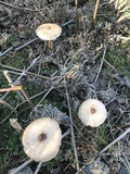 Macrolepiota clelandii image