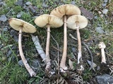 Macrolepiota clelandii image