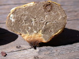 Truncocolumella citrina image
