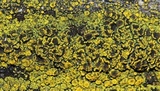 Candelariella vitellina image