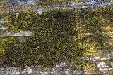 Candelariella vitellina image