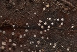 Phaeohelotium epiphyllum image