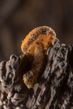 Cyptotrama chrysopepla image