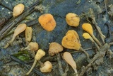 Mitrula lunulatospora image