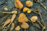 Mitrula lunulatospora image