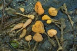 Mitrula lunulatospora image