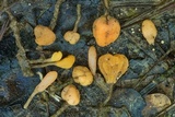 Mitrula lunulatospora image