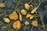 Mitrula lunulatospora image