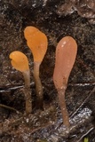 Mitrula lunulatospora image
