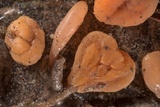 Mitrula lunulatospora image