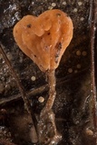 Mitrula lunulatospora image