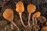 Mitrula lunulatospora image