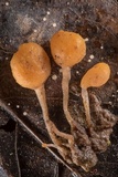 Mitrula lunulatospora image