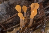 Mitrula lunulatospora image