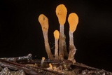 Mitrula lunulatospora image