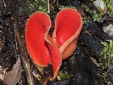 Sarcoscypha austriaca image