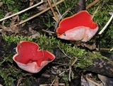 Sarcoscypha austriaca image