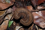 Foraminispora rugosa image